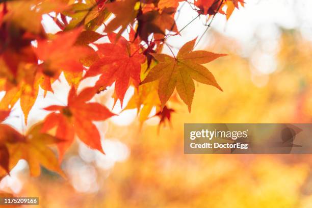 red and orange maple leaves in autumn, kyoto, japan - autumn leaves stockfoto's en -beelden