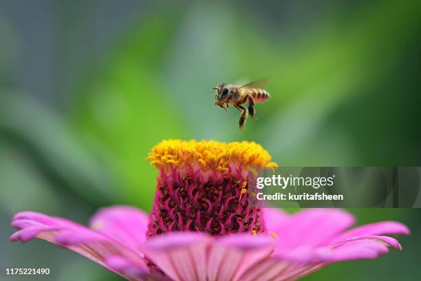 bee hovering over a flower, indonesia - symbiotic relationship foto e immagini stock