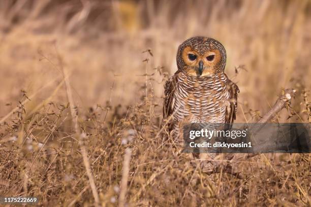 portrait of a spotted wood owl (strix selaputo), indonesia - spotted owl stock pictures, royalty-free photos & images