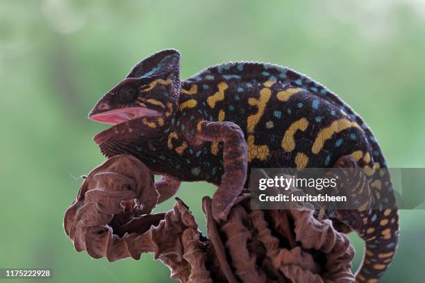 veiled chameleon on a branch, indonesia - yemen chameleon stock pictures, royalty-free photos & images