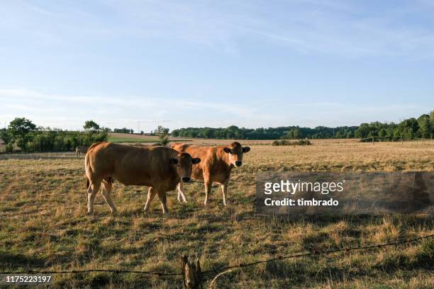 two cows standing in a field, deux-sevres, nouvelle aquitaine, france - deux sèvres fotografías e imágenes de stock
