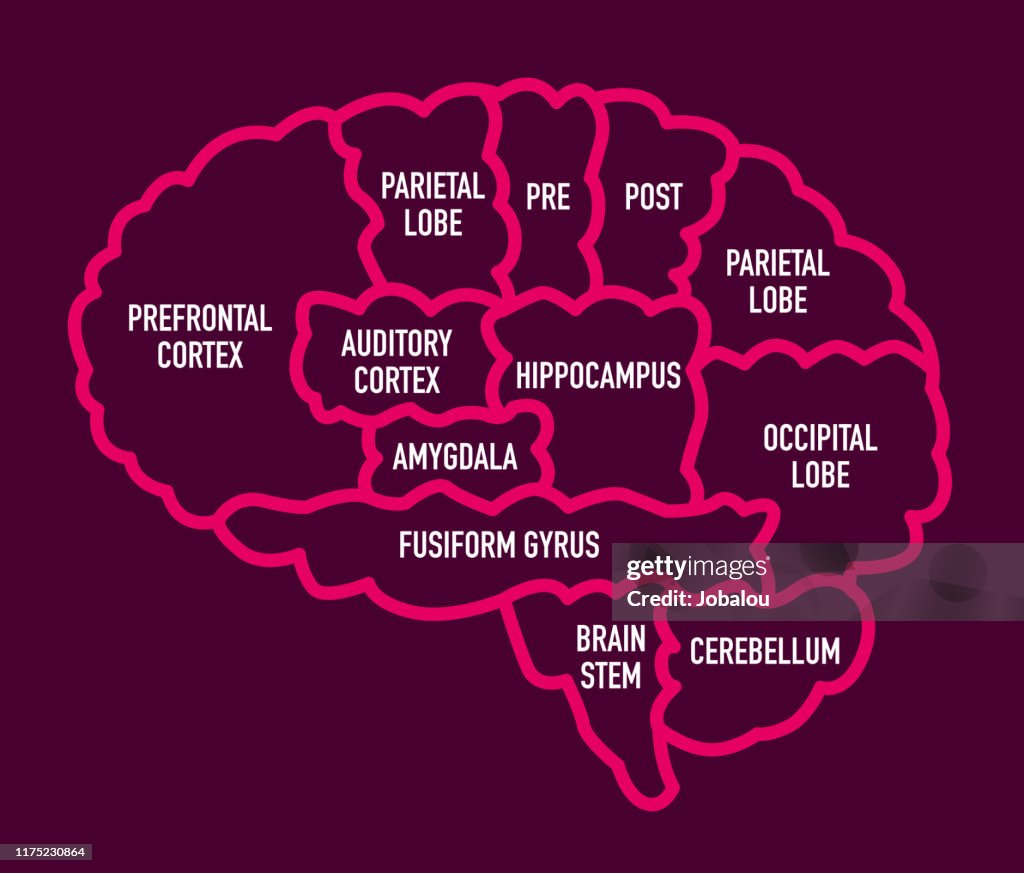 Diagramme de section de cerveau humain avec des noms