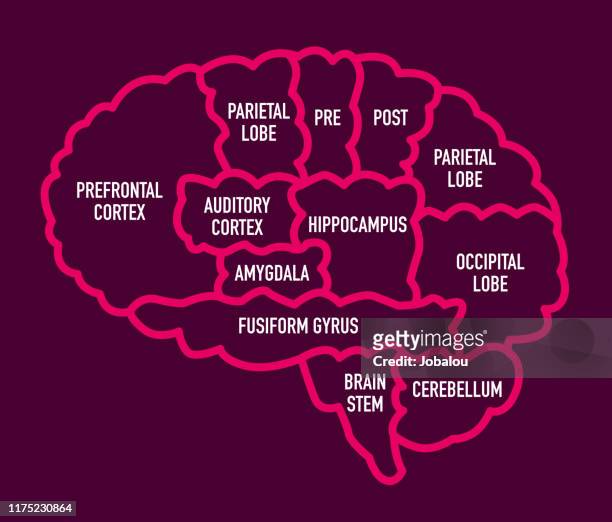 illustrazioni stock, clip art, cartoni animati e icone di tendenza di diagramma della sezione del cervello umano con nomi - cervello umano