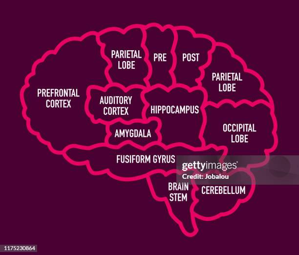 bildbanksillustrationer, clip art samt tecknat material och ikoner med mänskligt hjärn sektions diagram med namn - cerebral cortex