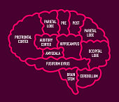 Human Brain Section Diagram with Names