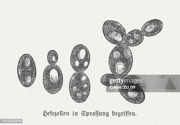 yeast cells in cell division, wood engraving, published in 1894 - yeast stock illustrations