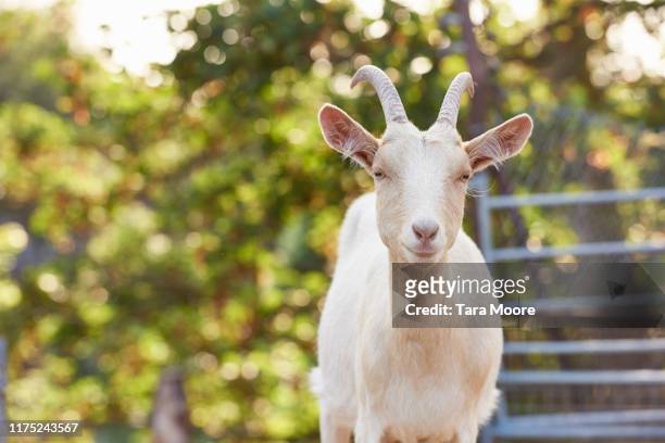 goat looking to camera - 山羊 個照片及圖片檔