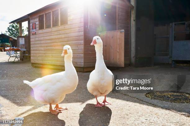 two white geese in farm - free range ducks stock pictures, royalty-free photos & images