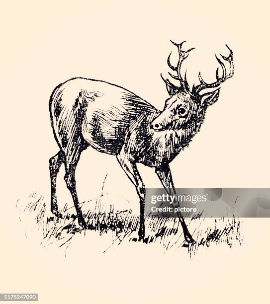 deer (xxxl) - 1884 stock-grafiken, -clipart, -cartoons und -symbole