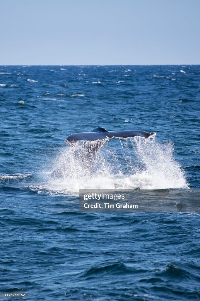 Humpback Whale in the Atlantic, USA