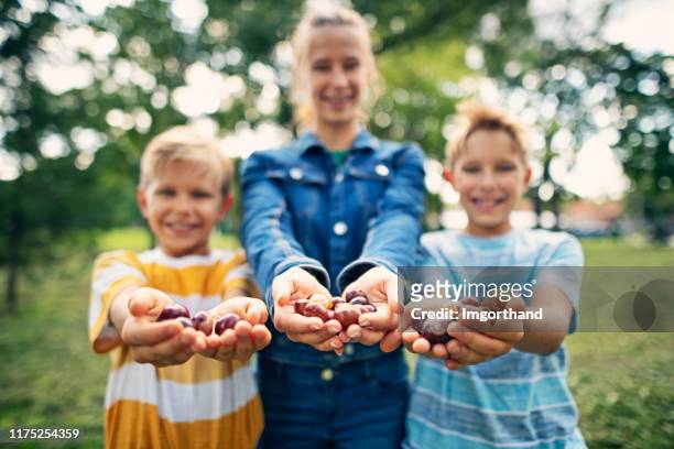 enfants retenant des poignées de conkers - horse chestnut photos et images de collection
