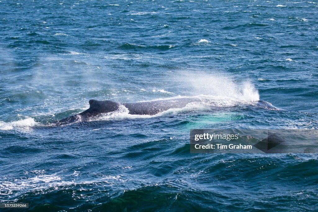 Humpback Whale in the Atlantic, USA