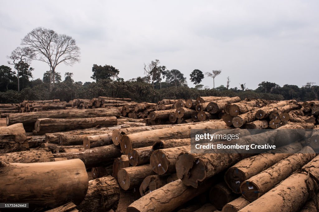 Logging In The Amazon Rainforest High-Res Stock Photo - Getty Images