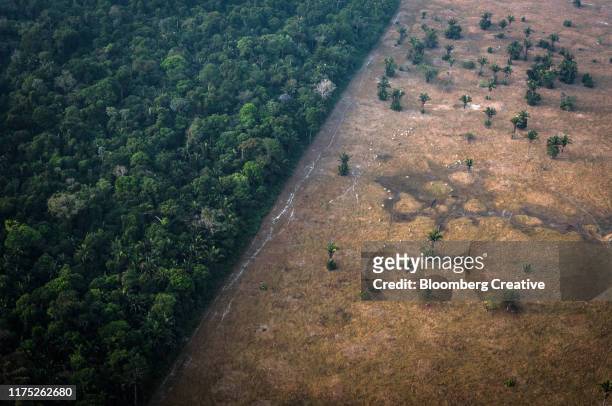 amazon rainforest fires - destruction foto e immagini stock