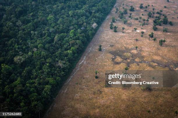 amazon rainforest fires - brazil rainforest stockfoto's en -beelden