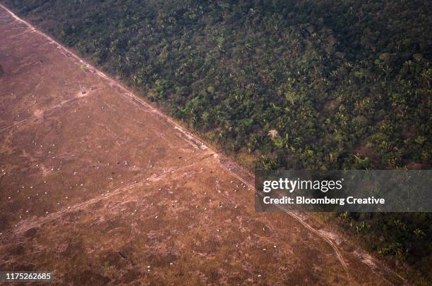 amazon rainforest fires - amazon rainforest deforestation brazil stock pictures, royalty-free photos & images