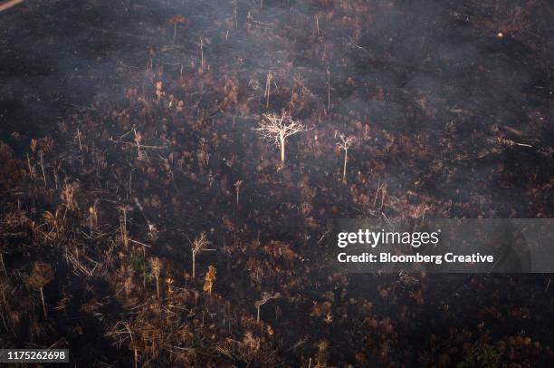amazon rainforest fires - amazon rainforest destruction stock pictures, royalty-free photos & images