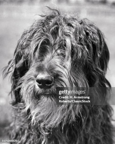 BRIARD DOG A MOP OF HAIR