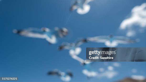 black-headed gull of bangong lake, tibet, china - bangong lake china stockfoto's en -beelden