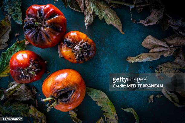 pest rotten tomaten met tomaten blaadjes - rotting stockfoto's en -beelden