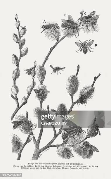honey and pollen-seeking insects on pussy willows, woodcut, published 1894 - hornet stock illustrations