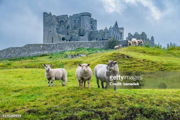 sheep at rock of cashel ireland - sheep stock pictures, royalty-free photos & images