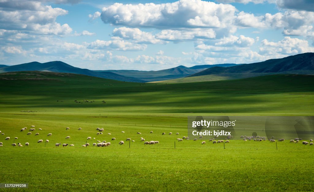 Cattle grazing on grasslands