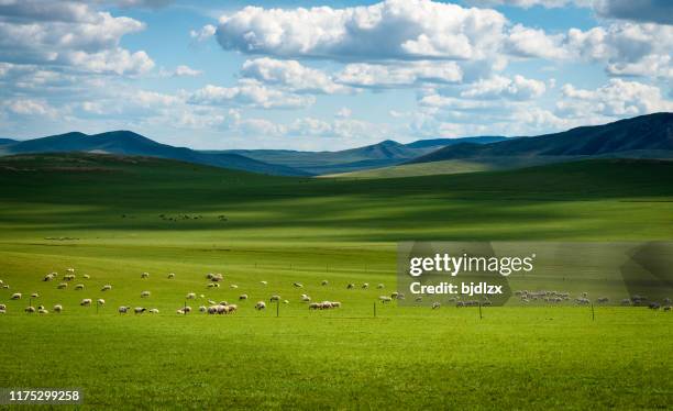 cattle grazing on grasslands - national grassland stock pictures, royalty-free photos & images