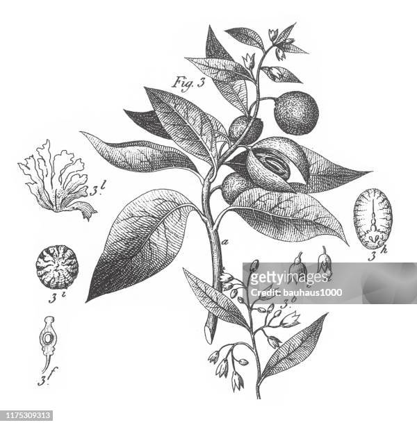 stockillustraties, clipart, cartoons en iconen met nootmuskaat, gekweekte planten uit diverse families; sier-, eetbaar of medicinale gravure antieke illustratie, gepubliceerd 1851 - eetbare bloem
