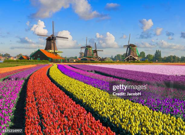 tulpen en windmolens - zaanse schans stockfoto's en -beelden
