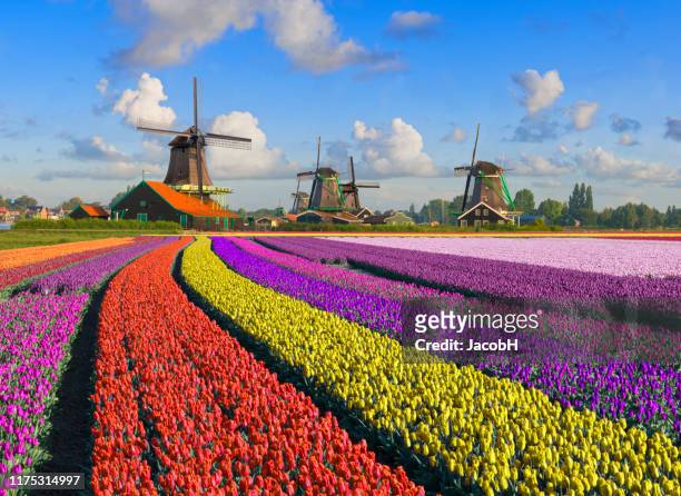tulips and windmills - zaandam stock pictures, royalty-free photos & images