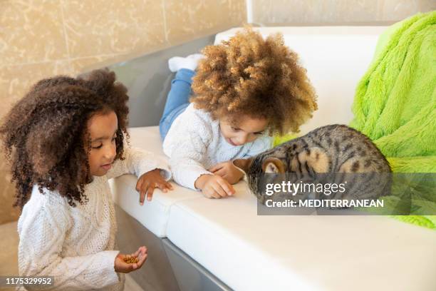 ethnic kid girl playing with cat - american curl kitten stock pictures, royalty-free photos & images