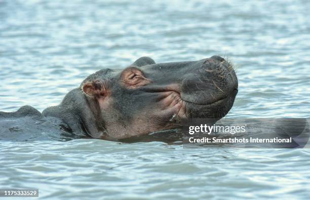 satisfied, happy hippo relaxing in lake naivasha national park waters, kenya - hippopotame photos et images de collection