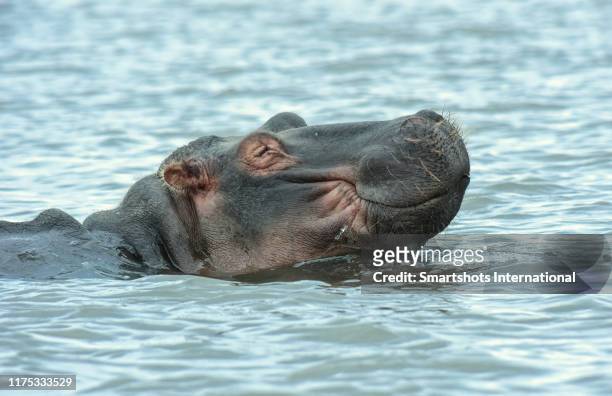 satisfied, happy hippo relaxing in lake naivasha national park waters, kenya - hippopotamus stock pictures, royalty-free photos & images