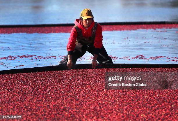 Worker from Harju Brothers Cranberries guides cranberries into a circle as they are wet-harvested from on of the company's cranberry bogs on Main...