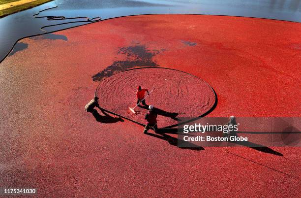 Workers from Harju Brothers Cranberries wet-harvest one of their cranberry bogs on Main Street in Plympton, MA on Oct. 4, 2019. These cranberries are...
