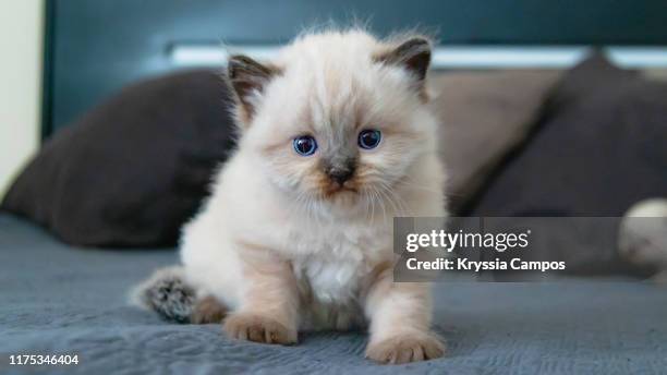 four weeks old kitten posing on a bed - ヒマラヤン ストックフォトと画像