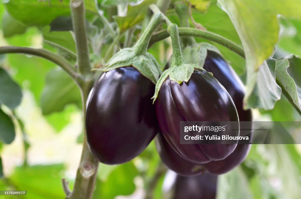 Ripe purple eggplants