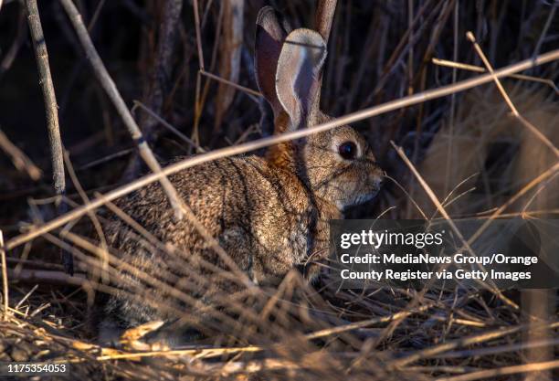 Canyon Rabbit 53 Carbon Canyon Regional Park Stock Photos, High-Res Pictures, and ...