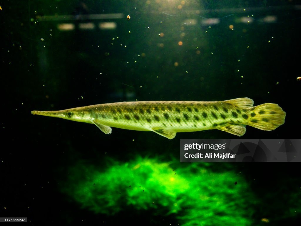 Long Nose Gar
