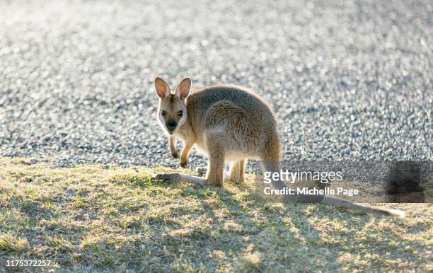 wallaby by the roadside - wallabies fotografías e imágenes de stock