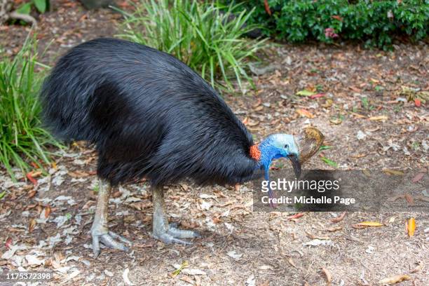 cassowary 2 - cassowary stock pictures, royalty-free photos & images