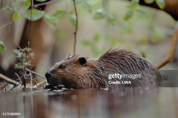 beaver in water - beaver bildbanksfoton och bilder