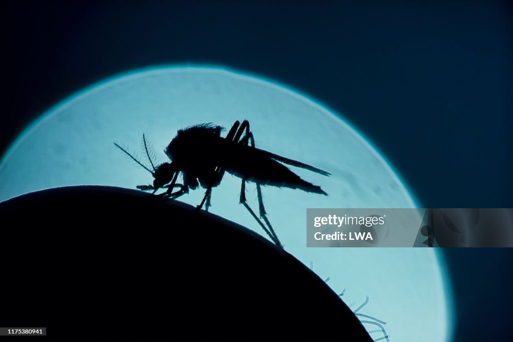Mosquito