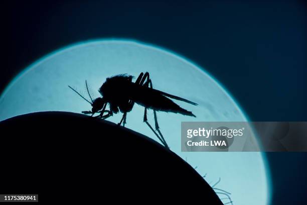 mosquito - malaria stock pictures, royalty-free photos & images