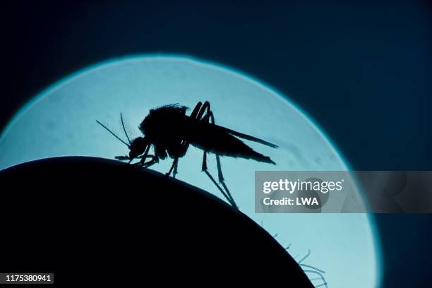 mosquito - tick bite - fotografias e filmes do acervo