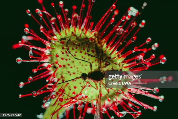 round-leafed sundew - sundew stock pictures, royalty-free photos & images