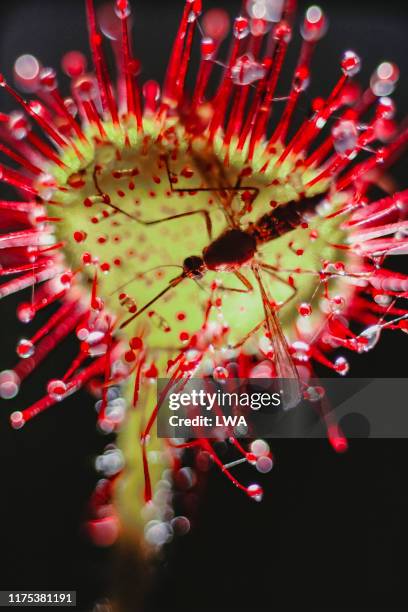 mosquito on sundew - carnivorous stock pictures, royalty-free photos & images