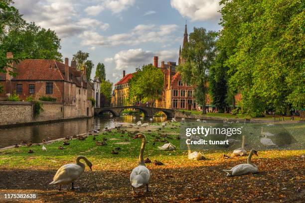 swans in a public park in bruges, belgium - brugge stock pictures, royalty-free photos & images