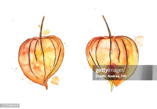 vektor-aquarell und tinte zeichnung des herbstes physalis winter kirschpflanze - watercolour orange and black stock-grafiken, -clipart, -cartoons und -symbole